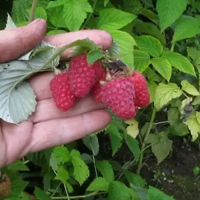 Малина КОРПИКО в Лиде