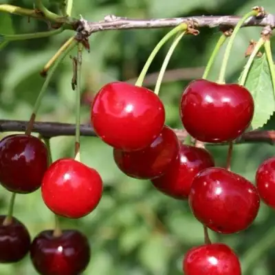 Вишня ХАРИТОНОВСКАЯ в Лиде