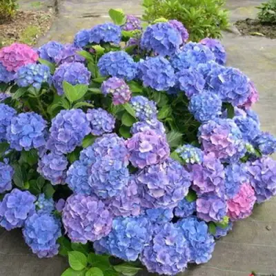 Гортензия БОДЕНСИ крупнолистная в Лиде