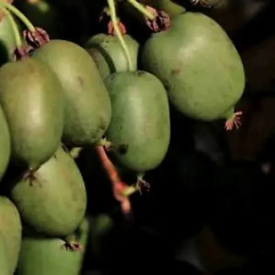 Актинидия РОГОВ аргута в Лиде