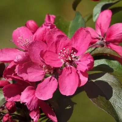 Яблоня НЕДЗВЕЦКОГО в Лиде