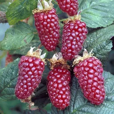 Ежемалина ТАЙБЕРРИ в Лиде