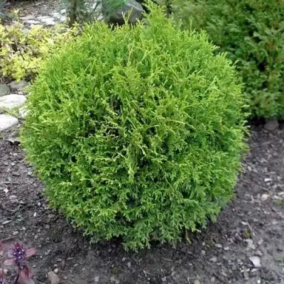 Туя ХОЗЕРИ западная в Лиде