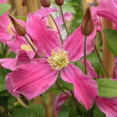 Клематис ИНСПИРЕЙШН ЗОЙН в Лиде