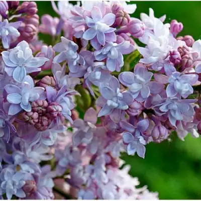 Сирень ПАМЯТЬ О ВАВИЛОВЕ в Лиде