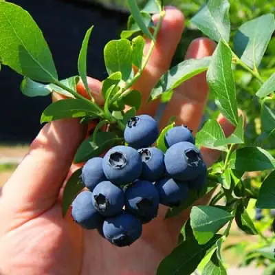 Голубика НОРТ КАНТРИ в Лиде