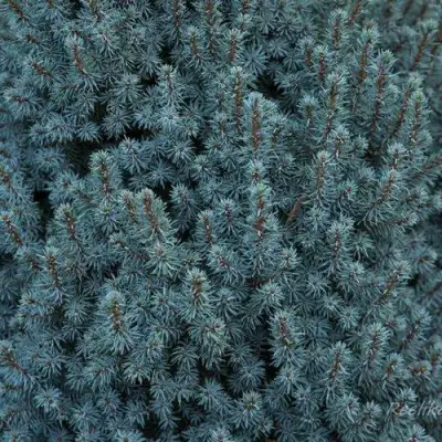 Ель САНДЕРС БЛЮ канадская в Лиде