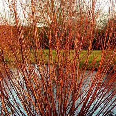 Ива ВИТЕЛЛИНА белая  в Лиде