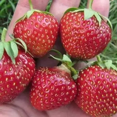 Клубника ВИМА ЗАНТА в Лиде