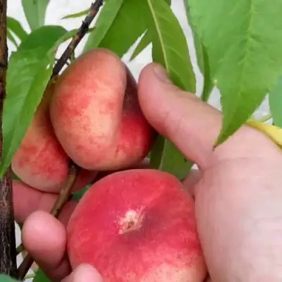 Персик САТУРН ИНЖИРНЫЙ в Лиде