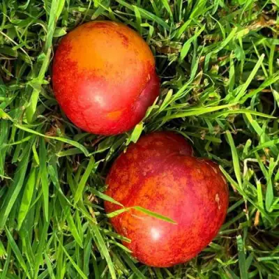 Шарафуга НЕКТАРИННАЯ в Лиде