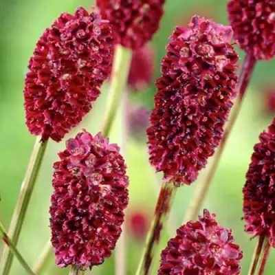 Кровохлебка ТАННА лекарственная в Лиде