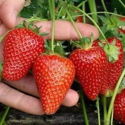 Клубника АЛЬБА в Лиде