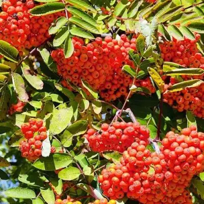 Рябина СОРБИНКА сладкоплодная в Лиде