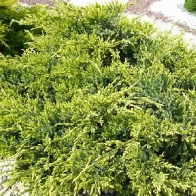 Можжевельник ГОЛД СТАР средний в Лиде