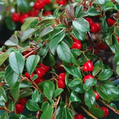 Кизильник Даммера в Лиде