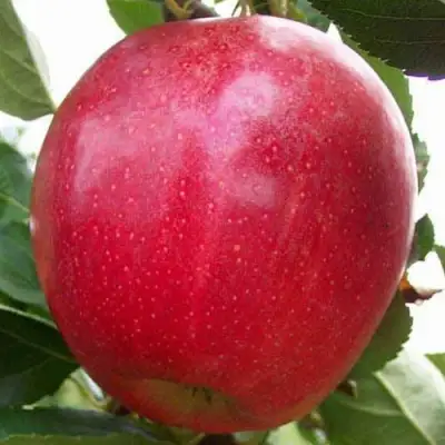 Яблоня ГАЛА МАСТ в Лиде