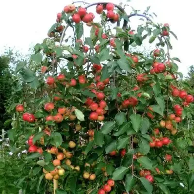 Яблоня ХЮВИНГИЕНЗИС декоративная в Лиде