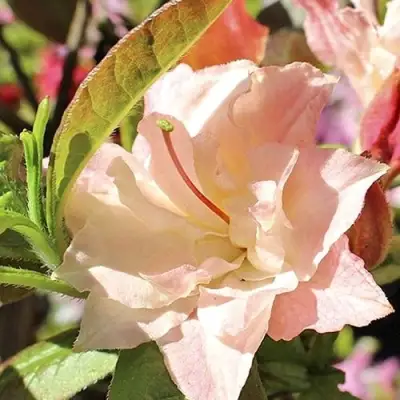 Азалия КЭННОНС ДАБЛ листопадная в Лиде