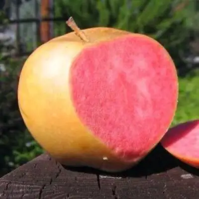 Яблоня ПИНК ПЕРЛ в Лиде