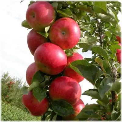 Яблоня ОСТАНКИНО колонновидная в Лиде
