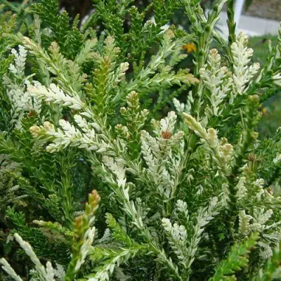 Туевик ВАРИЕГАТА долотовидный в Лиде