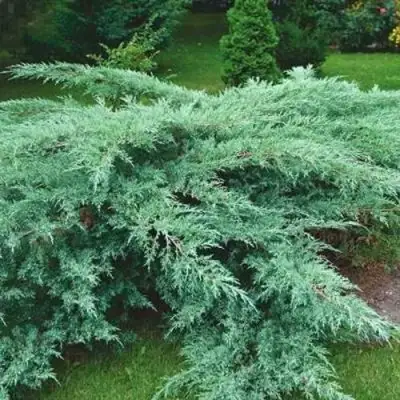 Можжевельник ГРЕЙ ОУЛ виргинский  в Лиде
