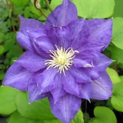 Клематис БЬЮТИ ОФ ВОЧЕСТЕР в Лиде