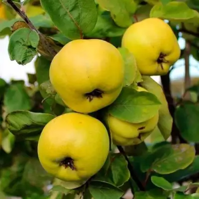 Айва ЯБЛОКОВИДНАЯ в Лиде