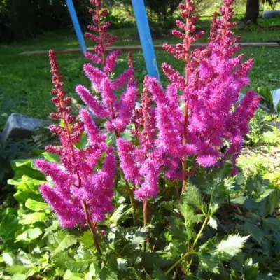 Астильба ЭЛИЗАБЕТ ВАН ВИН японская в Лиде