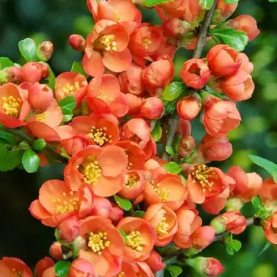 Айва ОРАНЖ ТРЕЙЛ в Лиде