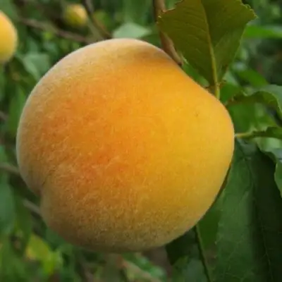 Персик ДОНЕЦКИЙ ЖЕЛТЫЙ в Лиде