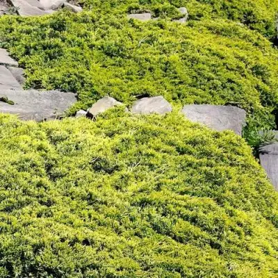 Можжевельник ГОЛДЕН КАРПЕТ горизонтальный  в Лиде