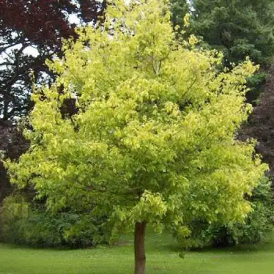 Клен ясенелистный в Лиде