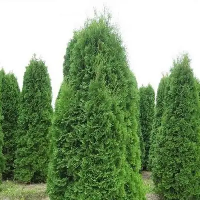 Туя КОЛУМНА западная в Лиде
