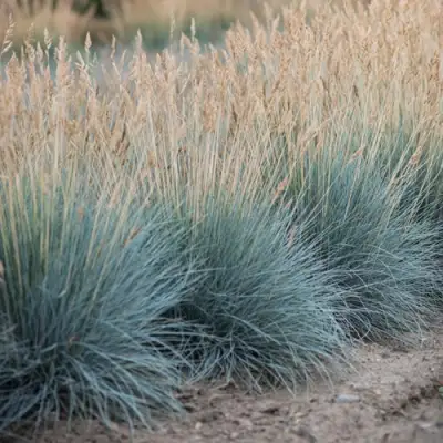 Овсяница АЙСФОГЕЛЬ сизая в Лиде