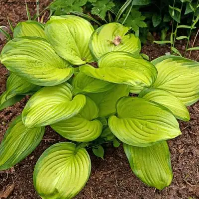 Хоста СТЕЙНД ГЛАСС гибридная в Лиде