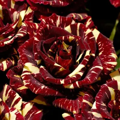 Роза АБРАКАДАБРА чайно-гибридная в Лиде