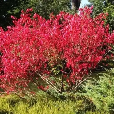 Бересклет ЕВРОПЕЙСКИЙ в Лиде