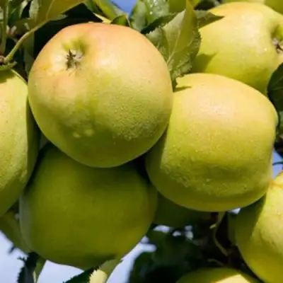 Яблоня МУТСУ в Лиде