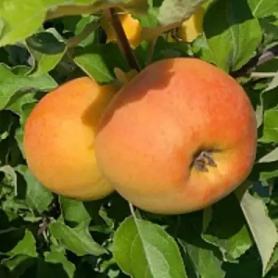 Яблоня АНТОНОВКА ЗОЛОТАЯ в Лиде