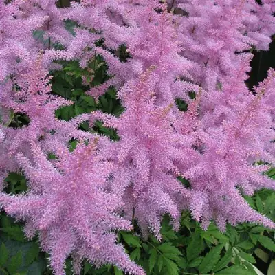 Астильба ГИАЦИНТ Арендса в Лиде