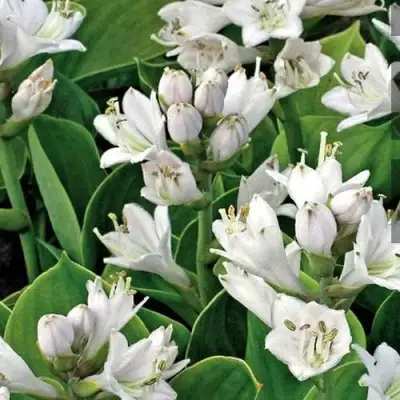 Хоста МОНСТЕР ИРЗ гибридная в Лиде