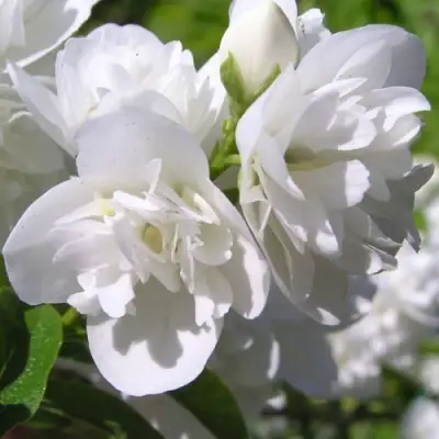 Жасмин ЖИРАНДОЛЬ в Лиде