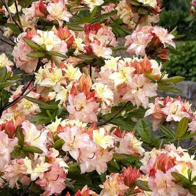 Азалия КЭННОНС ДАБЛ листопадная в Лиде