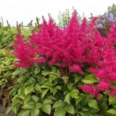 Астильба САННИ ДЕЙ гибридная в Лиде