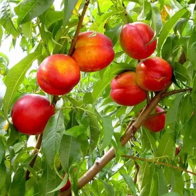 Нектарин ХАРБЛЕЙЗ в Лиде