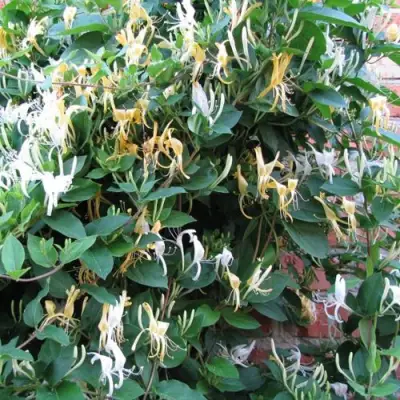 Жимолость ХАЛЛИАНА японская (Хелиана) в Лиде