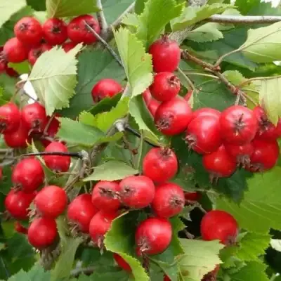 Боярышник СВАЯК в Лиде