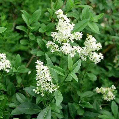 Бирючина обыкновенная АТРОВИРЕНС в Лиде